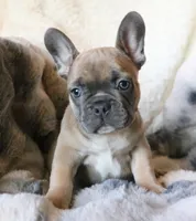 Willie, a male French Bulldog for sale in Fair Grove, MO – Photo 7 of 10