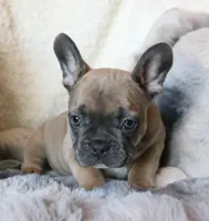 Willie, a male French Bulldog for sale in Fair Grove, MO – Photo 3 of 10