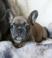 Willie, a male French Bulldog for sale in Fair Grove, MO – Photo 4 of 10