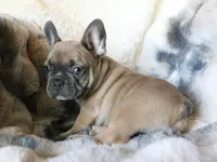 Willie, a male French Bulldog for sale in Fair Grove, MO – Photo 9 of 10