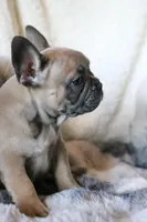 Willie, a male French Bulldog for sale in Fair Grove, MO – Photo 10 of 10