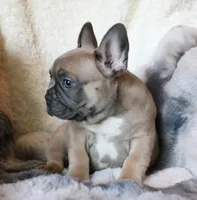 Willie, a male French Bulldog for sale in Fair Grove, MO – Photo 8 of 10