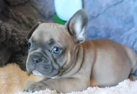 Willie, a male French Bulldog for sale in Fair Grove, MO – Photo 6 of 10