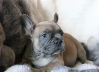 Willie, a male French Bulldog for sale in Fair Grove, MO – Photo 2 of 10