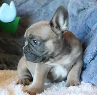 Willie, a male French Bulldog for sale in Fair Grove, MO – Photo 5 of 10