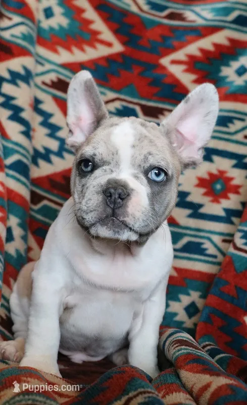 Johnny – French Bulldog puppy for sale in Fair Grove, MO