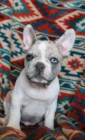 Johnny, a male French Bulldog for sale in Fair Grove, MO – 1 of 9