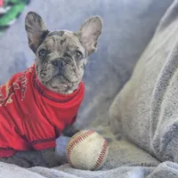 Cadbury, a male French Bulldog for sale in Fair Grove, MO – Photo 5 of 7