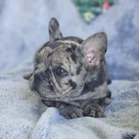 Cadbury, a male French Bulldog for sale in Fair Grove, MO – Photo 6 of 7