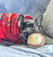 Cadbury, a male French Bulldog for sale in Fair Grove, MO – Photo 4 of 7