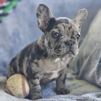 Cadbury, a male French Bulldog for sale in Fair Grove, MO – Photo 2 of 7