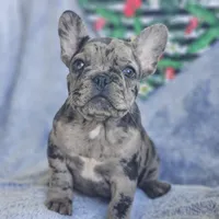 Cadbury, a male French Bulldog for sale in Fair Grove, MO – Photo 1 of 7