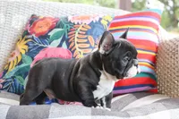 Bobby Wasabi, a male French Bulldog for sale in Fair Grove, MO – 9 of 9