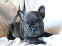 Moo Shu, a male French Bulldog for sale in Fair Grove, MO – 1 of 6