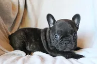 Moo Shu, a male French Bulldog for sale in Fair Grove, MO – 3 of 6