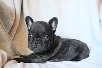 Moo Shu, a male French Bulldog for sale in Fair Grove, MO – 5 of 6