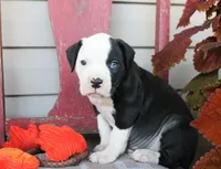 Kilo, a male American Bulldog for sale in Fair Grove, MO – Photo 8 of 8