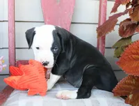 Kilo, a male American Bulldog for sale in Fair Grove, MO – Photo 7 of 8
