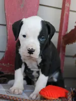 Kilo, a male American Bulldog for sale in Fair Grove, MO – Photo 4 of 8