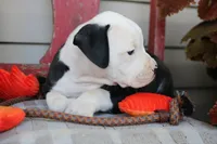 Kilo, a male American Bulldog for sale in Fair Grove, MO – Photo 6 of 8