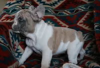 Johnny, a male French Bulldog for sale in Fair Grove, MO – 9 of 9