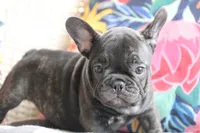 Moo Shu, a male French Bulldog for sale in Fair Grove, MO – 7 of 7