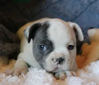Hank, a male French Bulldog for sale in Fair Grove, MO – 2 of 8