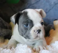 Hank, a male French Bulldog for sale in Fair Grove, MO – 4 of 8