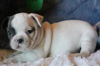 Hank, a male French Bulldog for sale in Fair Grove, MO – 3 of 8