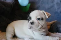 Hank, a male French Bulldog for sale in Fair Grove, MO – 6 of 8