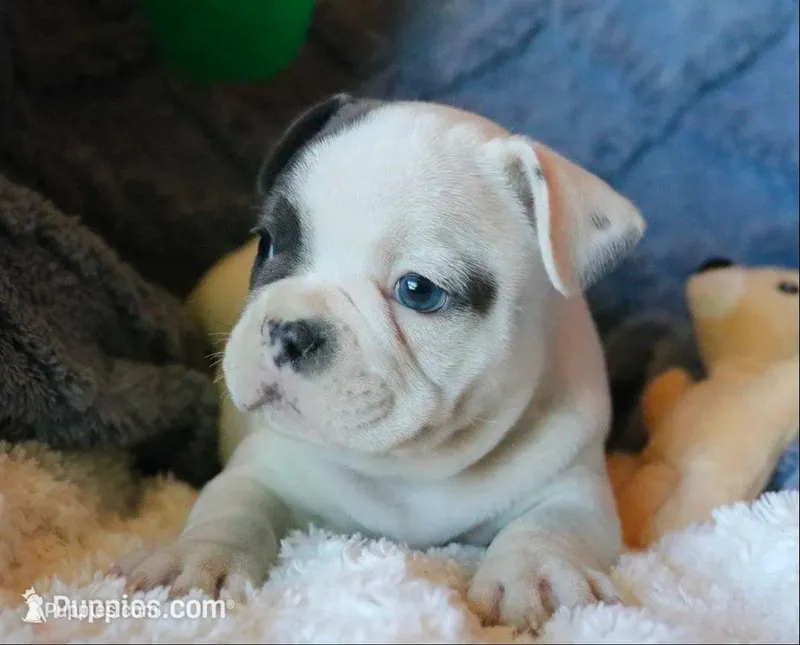 Hank – French Bulldog puppy on hold in Fair Grove, MO
