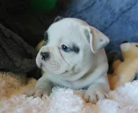 Hank, a male French Bulldog for sale in Fair Grove, MO – 8 of 8