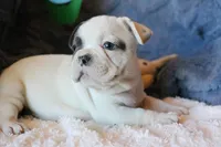 Hank, a male French Bulldog for sale in Fair Grove, MO – 7 of 8