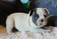 Hank, a male French Bulldog for sale in Fair Grove, MO – 5 of 8