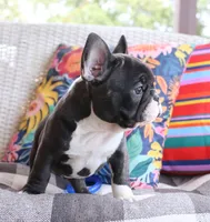 Bobby Wasabi, a male French Bulldog for sale in Fair Grove, MO – 8 of 9