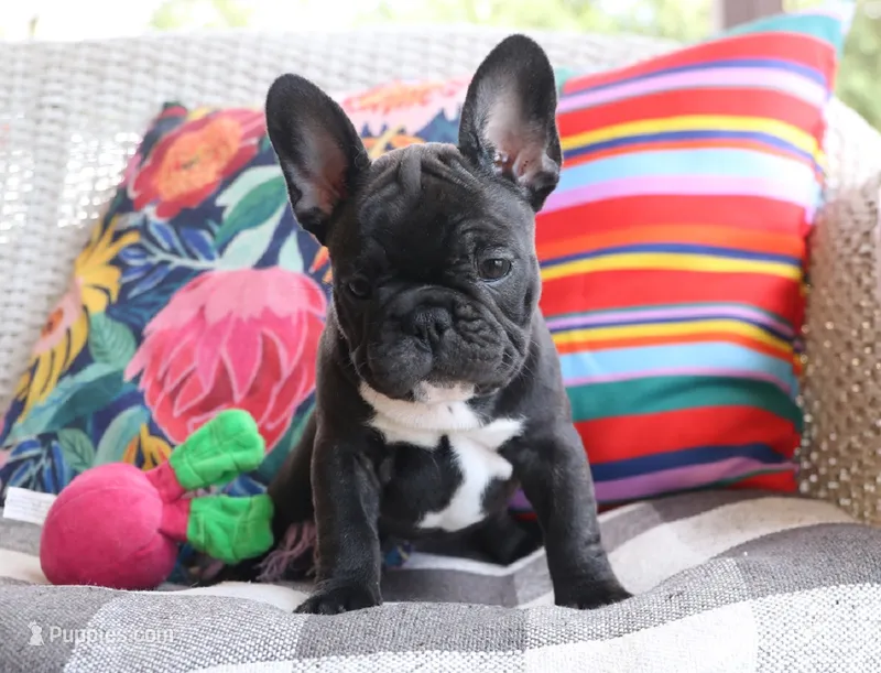 Sushi – French Bulldog puppy for sale in Fair Grove, MO