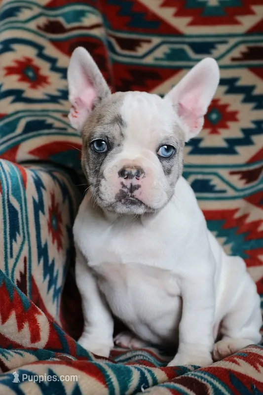 George – French Bulldog puppy for sale in Fair Grove, MO