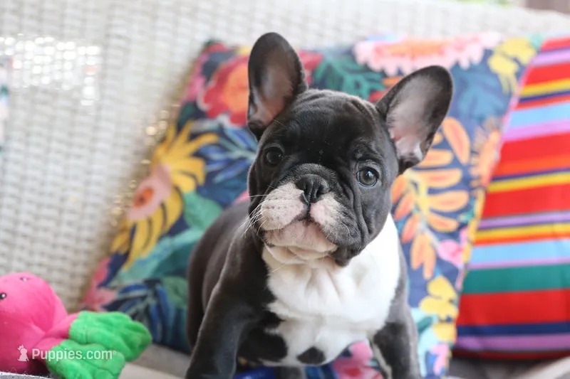 Bobby Wasabi – French Bulldog puppy for sale in Fair Grove, MO