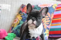 Bobby Wasabi, a male French Bulldog for sale in Fair Grove, MO – 1 of 9