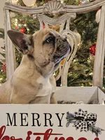 Flame, a male French Bulldog for sale in Fair Grove, MO – Photo 2 of 4