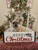 Flame, a male French Bulldog for sale in Fair Grove, MO – Photo 4 of 4