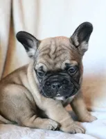 Wonton, a male French Bulldog for sale in Fair Grove, MO – 2 of 6