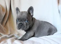 Chop Stix (Dumplin), a male French Bulldog for sale in Fair Grove, MO – 5 of 5