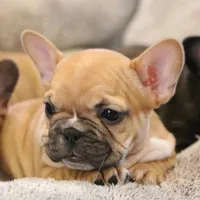 Rose, a female French Bulldog for sale in Fair Grove, MO – Photo 2 of 5