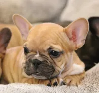 Rose, a female French Bulldog for sale in Fair Grove, MO – Photo 2 of 5