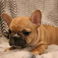 Rose, a female French Bulldog for sale in Fair Grove, MO – Photo 5 of 5