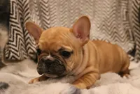 Rose, a female French Bulldog for sale in Fair Grove, MO – Photo 5 of 5