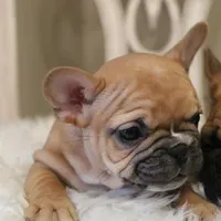 Rose, a female French Bulldog for sale in Fair Grove, MO – Photo 4 of 5