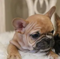 Rose, a female French Bulldog for sale in Fair Grove, MO – Photo 4 of 5