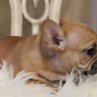 Rose, a female French Bulldog for sale in Fair Grove, MO – Photo 3 of 5